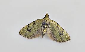 Attēlu rezultāti vaicājumam “Chloroclystis v-ata”