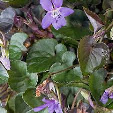 Attēlu rezultāti vaicājumam “Viola riviniana”