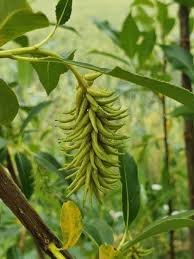 Attēlu rezultāti vaicājumam “Salix pentandra fruit”