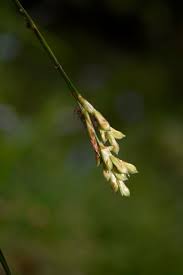 Attēlu rezultāti vaicājumam “Carex ornithopoda leaf”