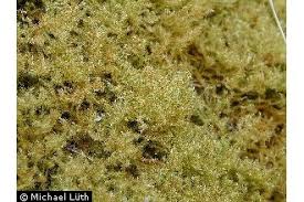 Attēlu rezultāti vaicājumam “Campylium stellatum”