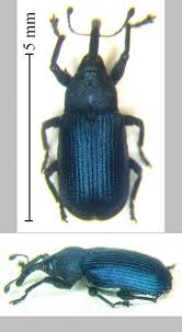 Attēlu rezultāti vaicājumam “Magdalis sp.”