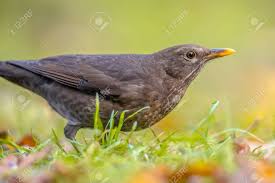 Attēlu rezultāti vaicājumam “Turdus merula female”