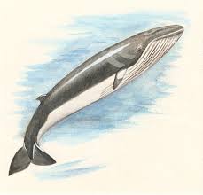 Image result for Balaenoptera acutorostrata