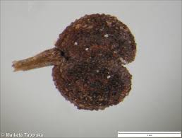 Attēlu rezultāti vaicājumam “Galium rivale leaf”