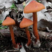 Attēlu rezultāti vaicājumam “Ionomidotis irregularis”