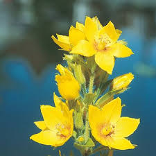 Attēlu rezultāti vaicājumam “Lysimachia punctata”