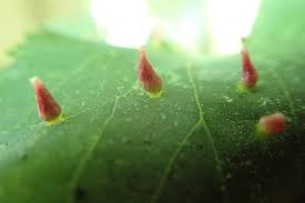 Attēlu rezultāti vaicājumam “Eriophyes tiliae”