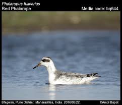 Attēlu rezultāti vaicājumam “Phalaropus fulicarius adult”