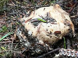 Attēlu rezultāti vaicājumam “Physarum bryocorticola spores”