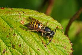 Attēlu rezultāti vaicājumam “Vespula rufa”