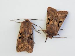 Attēlu rezultāti vaicājumam “Orthosia gothica”