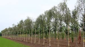 Attēlu rezultāti vaicājumam “Betula pendula”