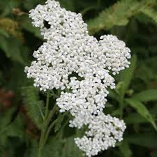 Attēlu rezultāti vaicājumam “Achillea millefolium flower”