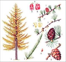 Attēlu rezultāti vaicājumam “Larix sibirica”