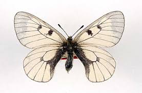 Attēlu rezultāti vaicājumam “Parnassius mnemosyne underside”