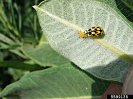 Attēlu rezultāti vaicājumam “Propylea quatuordecimpunctata”