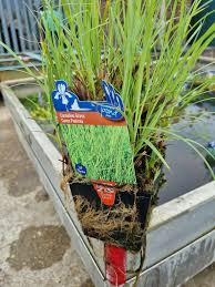 Attēlu rezultāti vaicājumam “Carex panicea fruit”