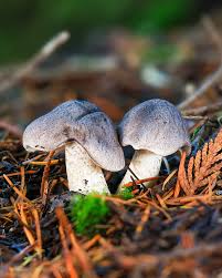Attēlu rezultāti vaicājumam “Tricholoma sp.”