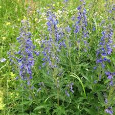 Image result for Rittersporn