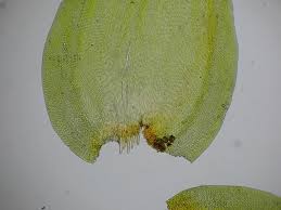 Attēlu rezultāti vaicājumam “Leucodon sciuroides”