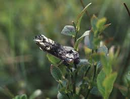 Attēlu rezultāti vaicājumam “Lithomoia solidaginis”