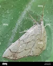 Attēlu rezultāti vaicājumam “Evergestis pallidata”