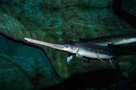 Image result for Lepisosteus osseus