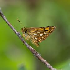 Attēlu rezultāti vaicājumam “Carterocephalus palaemon underside”