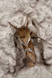 Attēlu rezultāti vaicājumam “Hepialus sylvina”