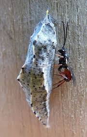 Attēlu rezultāti vaicājumam “Ichneumonidae cocoon”
