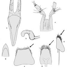 Attēlu rezultāti vaicājumam “Paracorymbia maculicornis”