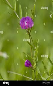 Attēlu rezultāti vaicājumam “Vicia angustifolia leaf”