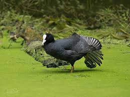 Attēlu rezultāti vaicājumam “Fulica atra adult”