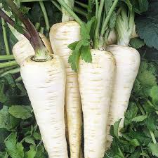 Image result for Pastinake