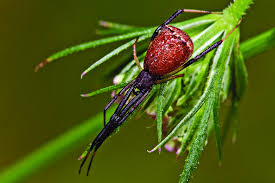Attēlu rezultāti vaicājumam “Theridiidae”