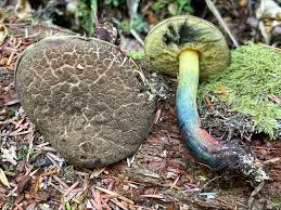 Attēlu rezultāti vaicājumam “Badhamia nitens sessile”