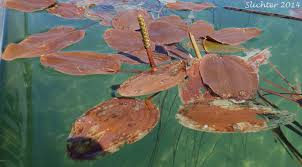 Attēlu rezultāti vaicājumam “Potamogeton natans leaf”