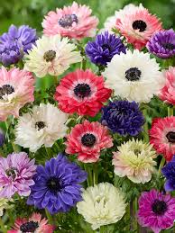Image result for Anemonenarten