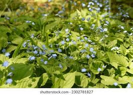 Image result for Omphalodes verna