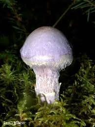 Attēlu rezultāti vaicājumam “Cortinarius traganus”