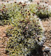 Attēlu rezultāti vaicājumam “Grimmia muehlenbeckii”