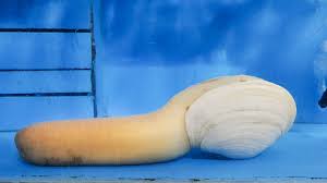 Image result for geoduck