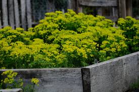 Attēlu rezultāti vaicājumam “Euphorbia cyparissias flower”