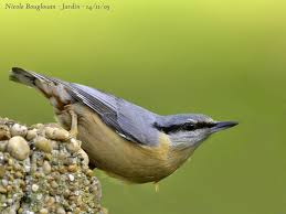 Attēlu rezultāti vaicājumam “Sitta europaea male”