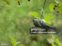 Attēlu rezultāti vaicājumam “Cyanistes caeruleus juvenile”