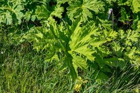 Attēlu rezultāti vaicājumam “Heracleum sosnowskyi leaf”