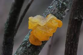 Attēlu rezultāti vaicājumam “Myxarium nucleatum”