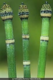 Attēlu rezultāti vaicājumam “Equisetum hyemale”