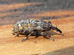 Attēlu rezultāti vaicājumam “Pissodes piniphilus”